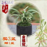 绿植特价兰花国兰墨兰红荷冠红花花卉绿植盆栽凤凰金福冠买三盆送一盆红荷冠2苗裸根连体买三盆送一盆裸根不带土