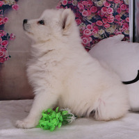摩耶活体 纯种萨摩耶犬幼犬宠物级宠物狗微笑天使公母视频挑选纯种真健康 幼崽 大型犬/中型犬 公母均有/宠物级