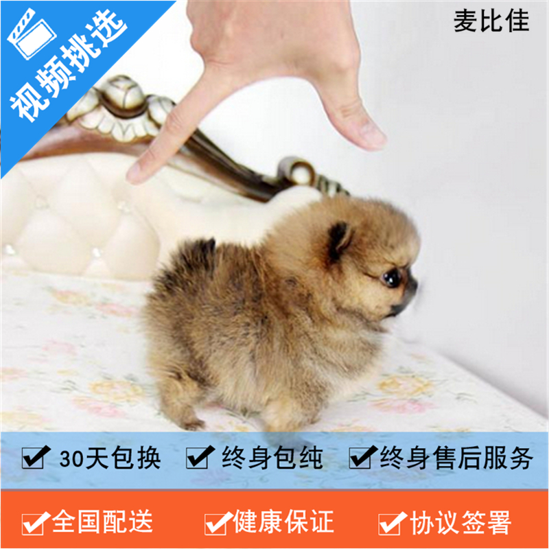 麦比佳 纯种哈多利系球体博美活体宠物 茶杯博美犬 日系俊杰双血统长不大的茶杯狗白色博美犬 赛级博美犬活体狗狗纯种博美犬高清大图