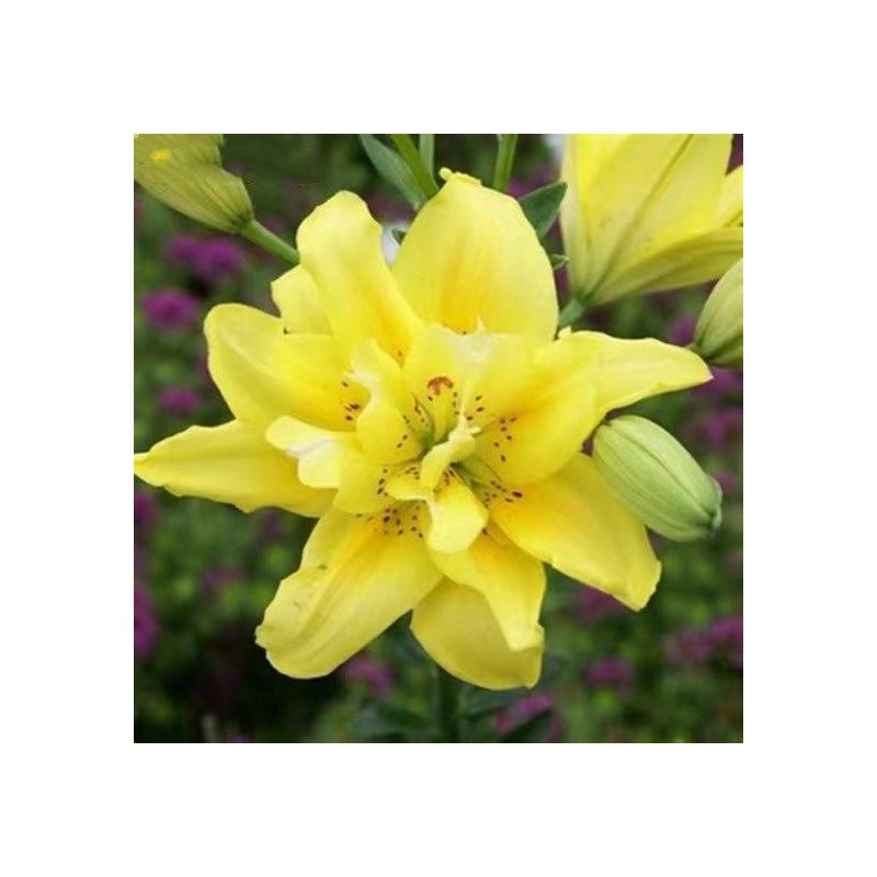 舒弗 Lachouffe 园艺用品香水百合种球四季花卉好养易活盆栽室内花植物浓香百合花种球 价格图片品牌报价 苏宁易购想象种子拼购店