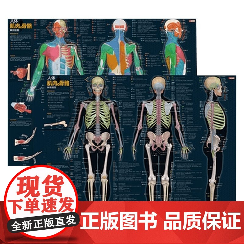 人体肌肉与骨骼解剖挂图 人邮体育解剖图谱编写组 著 运动高清大图