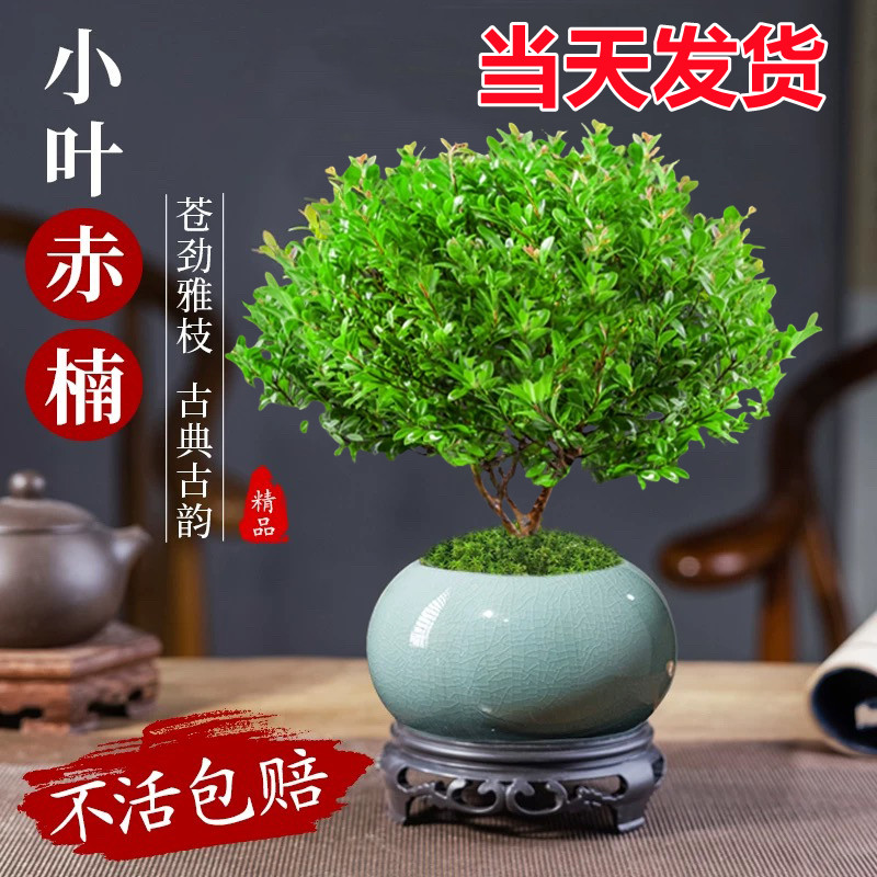 [补贴10%]小叶赤楠老桩盆栽盆景迷你植物室内花卉办公室桌面小绿植好养四季