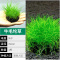 爬地矮珍珠前景水草植物日本水下叶鱼缸造景水培真草古法养鱼趴地