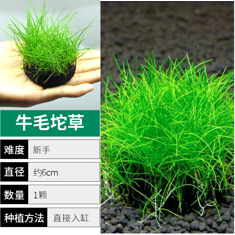 爬地矮珍珠前景水草植物日本水下叶鱼缸造景水培真草古法养鱼趴地