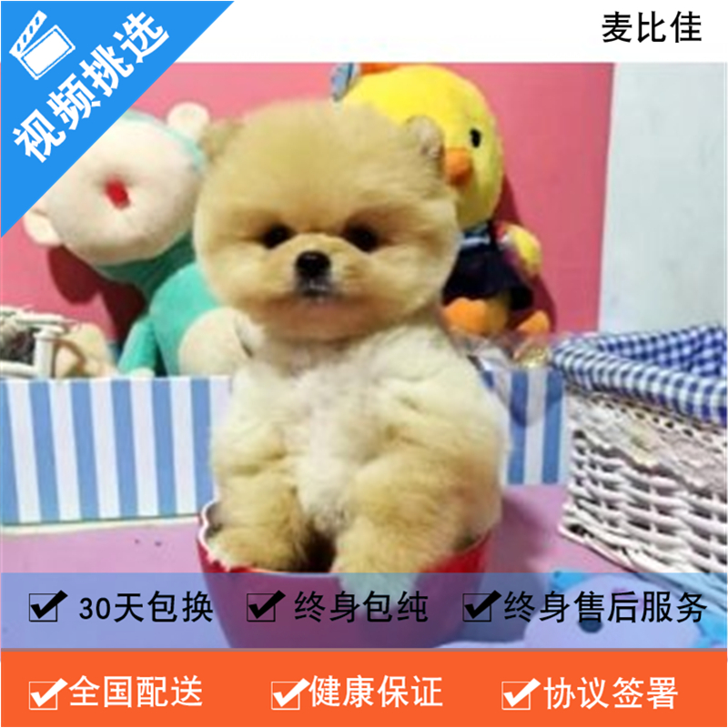 麦比佳 纯种哈多利系球体博美犬幼犬俊介 茶杯博美犬 日系俊杰双血统长不大的茶杯狗白色博美犬 赛级博美犬活体日系纯种俊介犬高清大图