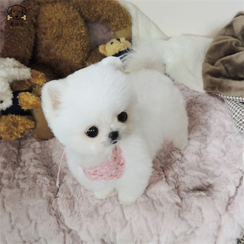 麦比佳狗狗活体 纯种博美犬幼犬哈多利系球体博美俊介狗长不大茶杯犬玩具型迷你袖珍博美宠物狗微小体杯子狗视频挑选高清大图