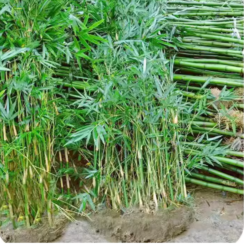 诚智旺 观赏竹子 2cm粗/棵高清大图