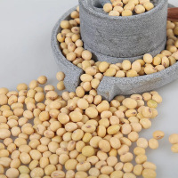 硒都恩施小粒黄豆500g/袋 非转基因黄豆老品种大豆农家自种黄豆2018新黄豆 五谷杂粮打豆浆大豆