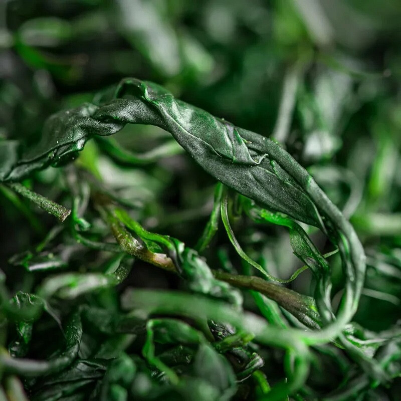 痴福 新茶青山绿水小叶苦丁嫩叶花草茶散装罐装茶叶 令心存系列pet小叶苦丁方罐1罐135克