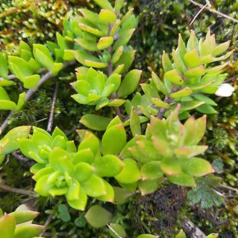 野生垂盆草鲜活植物驱蚊草垂吊绿植盆栽阳台花卉除甲醛吊兰