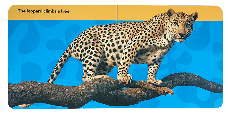[正版]英文原版绘本 National Geographic Kids Look and Learn: Big Cats高清大图