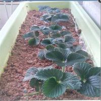 盆栽草莓苗 四季结果草莓苗 当年结果牛奶草莓苗 草莓苗 批发盆栽草莓苗 菠萝草莓