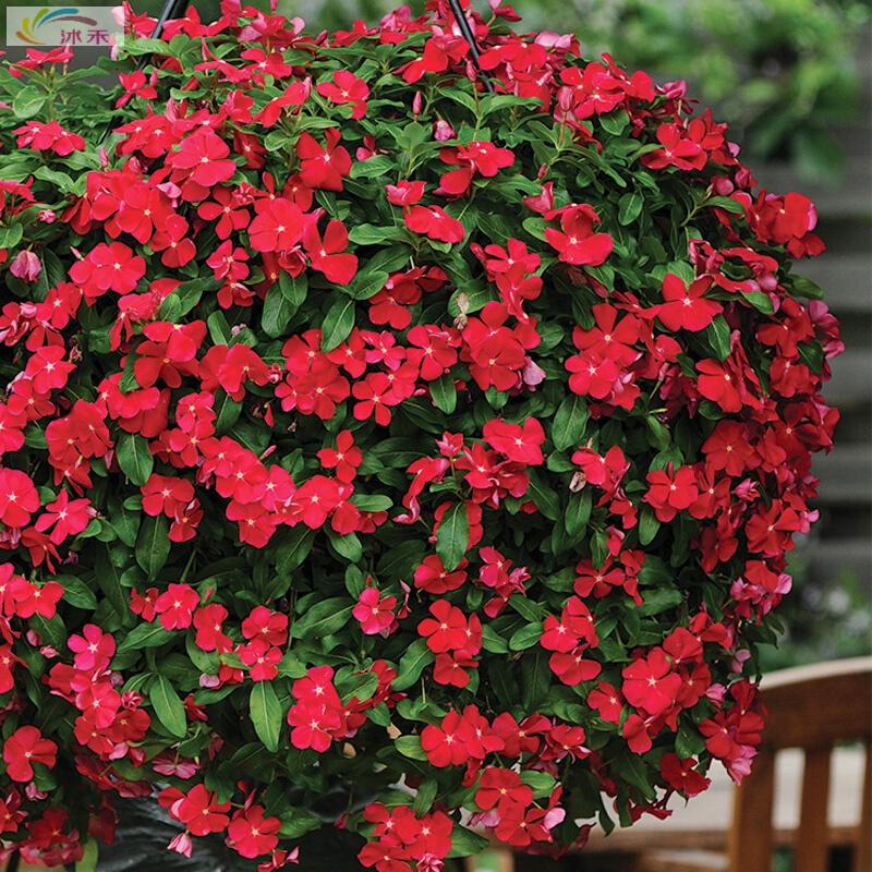 北园湖园艺用品进口垂吊长春花种子日日春四季夏播室内阳台易种盆栽花种子花籽 价格图片品牌报价 苏宁易购花中岛园艺专营店