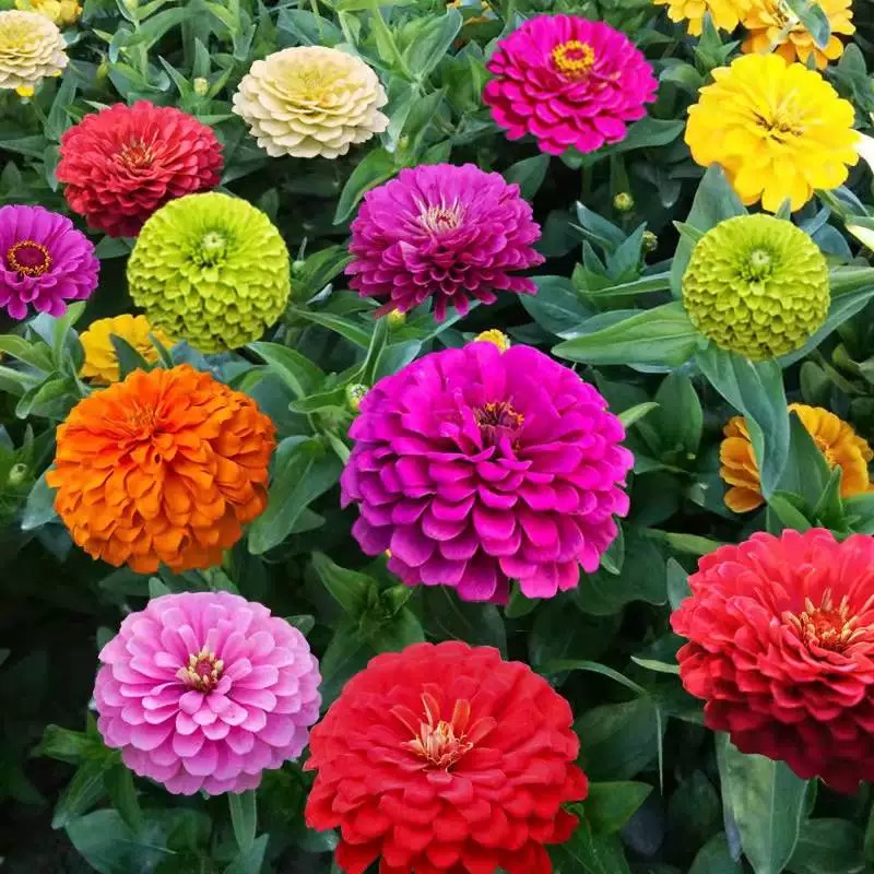 诚智旺 野花组合花籽 净籽/千克高清大图