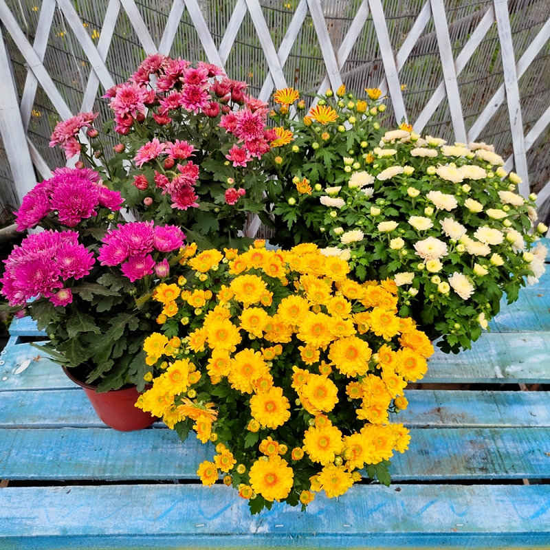 多头菊适合放在家中吗「多头菊适合放在家中吗冬天」