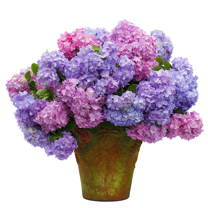 小手毬15cm苗 含盆 [正版]绣球花苗花卉盆栽无尽夏万华镜海妈花园重瓣