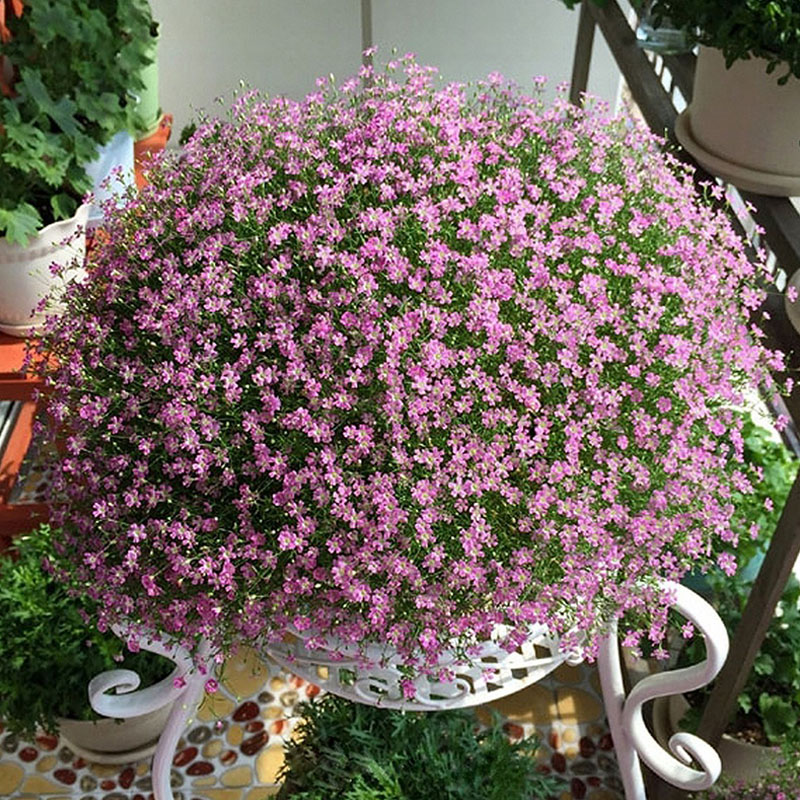 回固重瓣洋桔梗花种子四季种易活开花不断植物室内花卉盆栽庭院种籽满天星500粒 盆土肥图片 高清实拍大图 苏宁易购