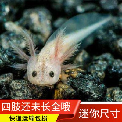 观赏鱼活体六角恐龙鱼清道夫锦鲤金鱼火龙水族淡水冷水鱼小娃娃鱼白玉