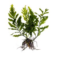 黑木蕨鱼缸造景淡水水草自养水下叶新手入门懒人草活体植物阴性草 黑木蕨 5片叶子