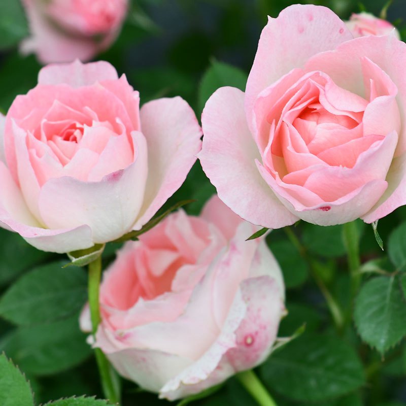 阳台月季蓬蓬裙/白桃妖精大花钻石玫瑰四季盆栽花卉月季小苗