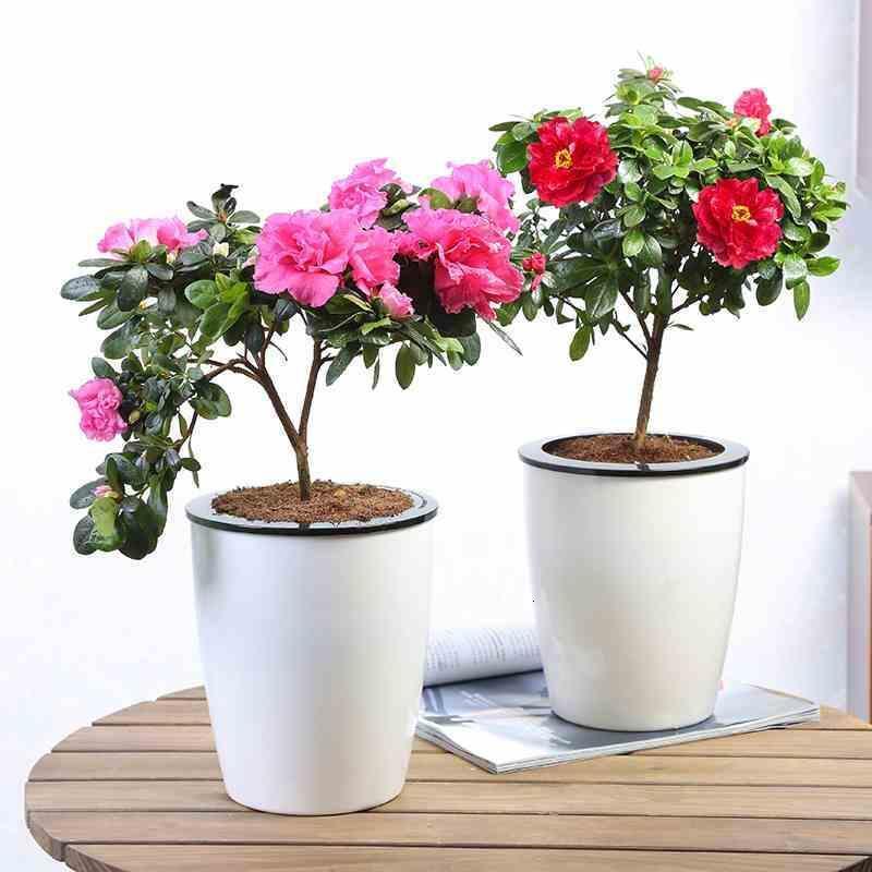 杜鹃花盆栽花卉室内绿植盆栽四季开花植物带花货室内阳台小盆景生活日用家庭清洁园艺用品花卉绿植盆栽