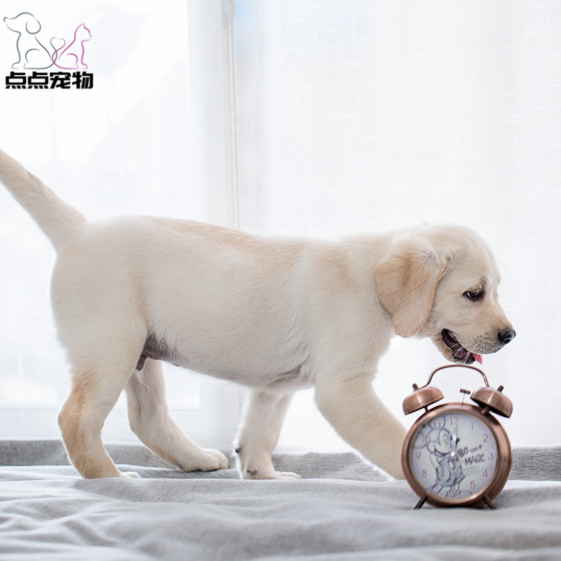[点点宠物]宠物狗狗拉布拉多犬幼犬 纯种血统级短毛拉布拉多导盲犬 赛级大骨架高智商拉布 家养宠物狗 可视频挑选 包健康高清大图