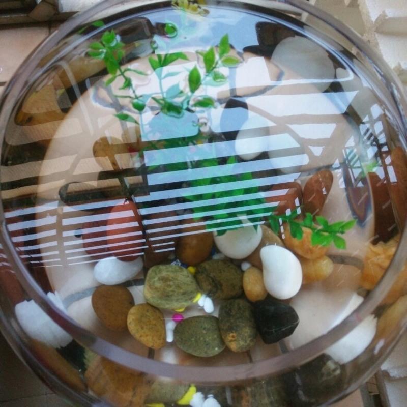 机制白0.5-1厘米[5斤装]B 鹅卵石雨花石小石子原石鱼缸花盆装饰盆栽造景园艺彩石头5斤装