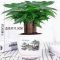 发财树小盆栽绿植室内客厅吸甲醛小盆景招财树办公室桌面植物花卉 单颗发财树-[原装盆-不包活]