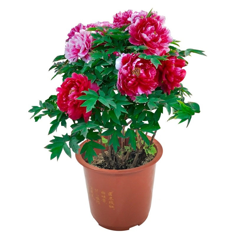 牡丹花苗种子大花盆栽阳台庭院花卉蔷薇花月季花玫瑰花芍药花树苗报价