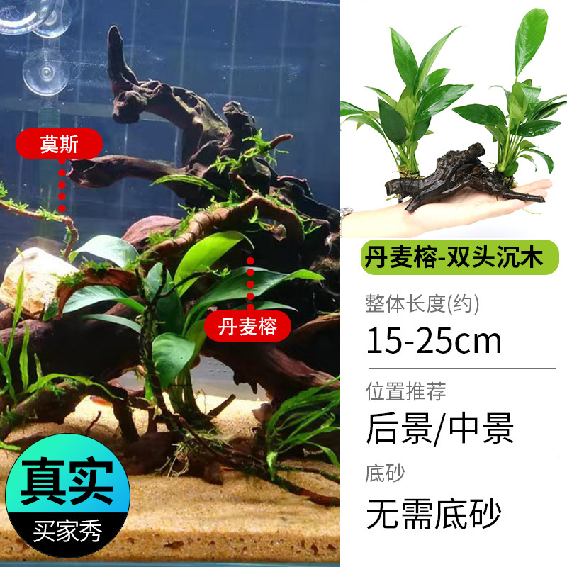 鱼缸造景莫斯沉木水榕无土植物懒人增氧真水草趴地矮珍珠陀草
