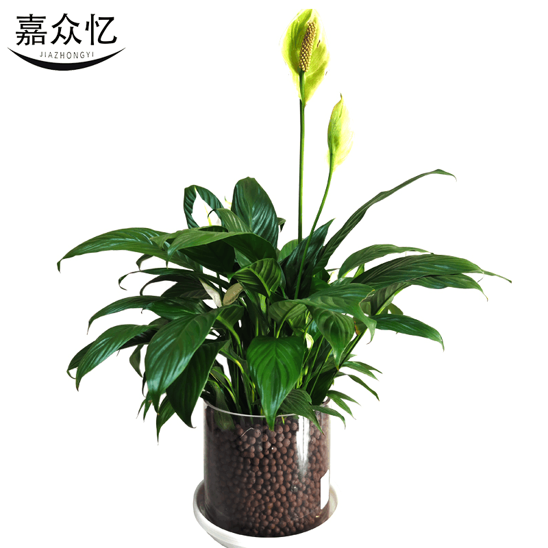 嘉众忆 水培室内盆栽45cm JZY-PZ003 件图片