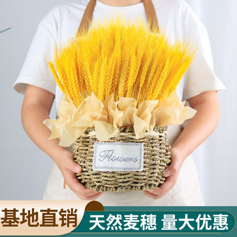 天然麦穗干花花束开业大麦客厅田园装饰摆件干花插花花蓝道具 原色麦穗100枝