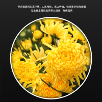 [苏宁宜品]觅语田间一级菊花茶金丝皇菊袋装50袋(一朵一袋)