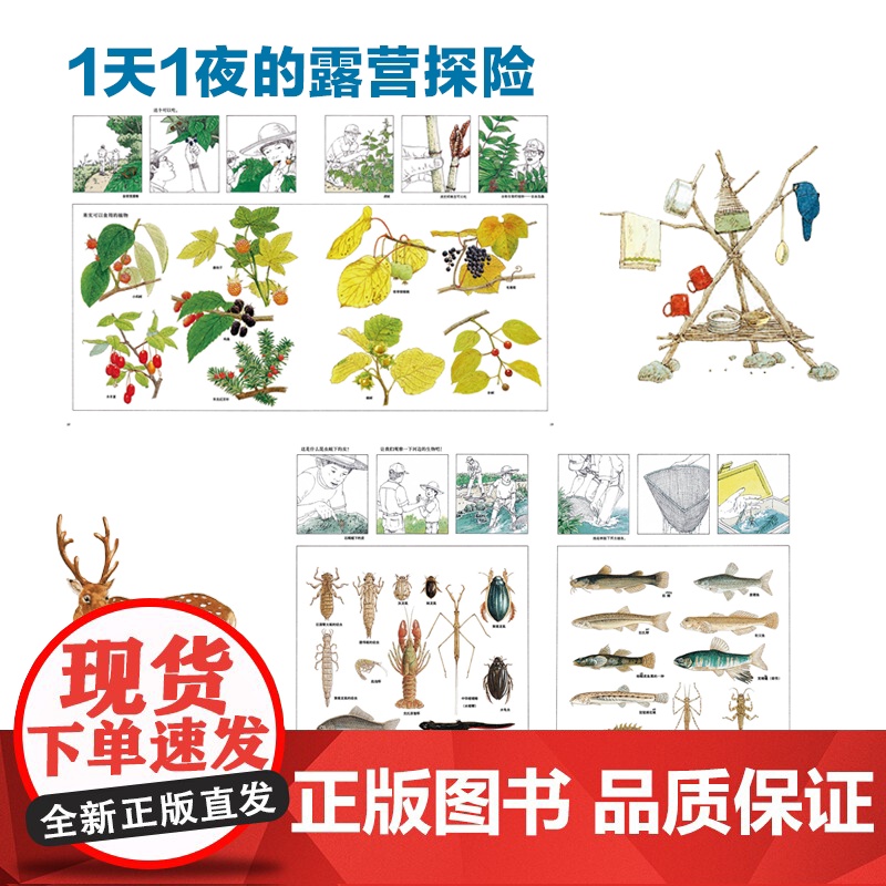 正版童书 和爸爸去森林探险 松冈达英科学绘本亲近自然博物达人专业审订高清大图