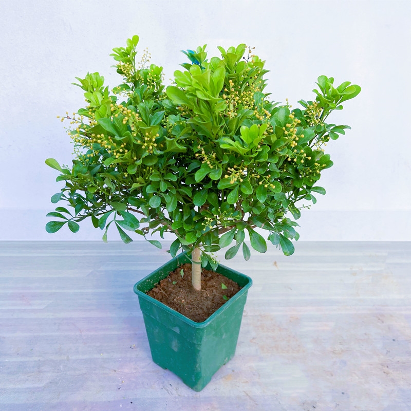古达米兰花盆栽花卉植物室内花苗浓香型四季开带花苞净化空气阳台绿植