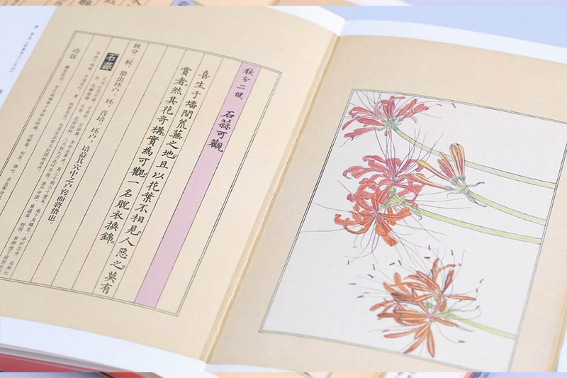 [正版] 花开未觉岁月深 二十四节气七十二候花信风 唯美花卉植物鉴赏图鉴 二十四节气的花与诗 中国古诗词古风画集 花高清大图