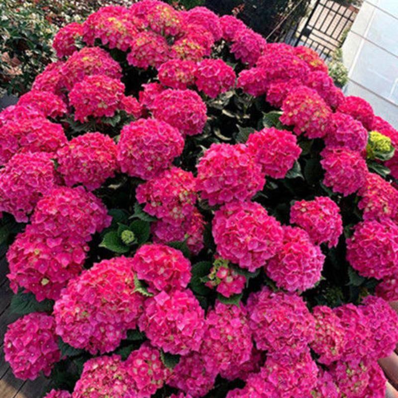 绣球花老桩盆栽好养易活四季开花无尽夏花苗花卉植物室内阳台种植
