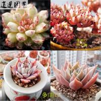 盆栽绿植花卉景天科多肉植物生石花多肉種子