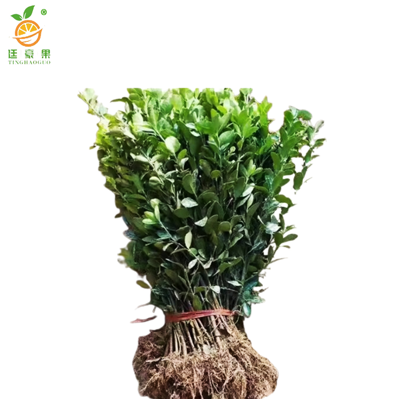 廷豪果 冬青树苗 高50-60cm 100棵/捆高清大图