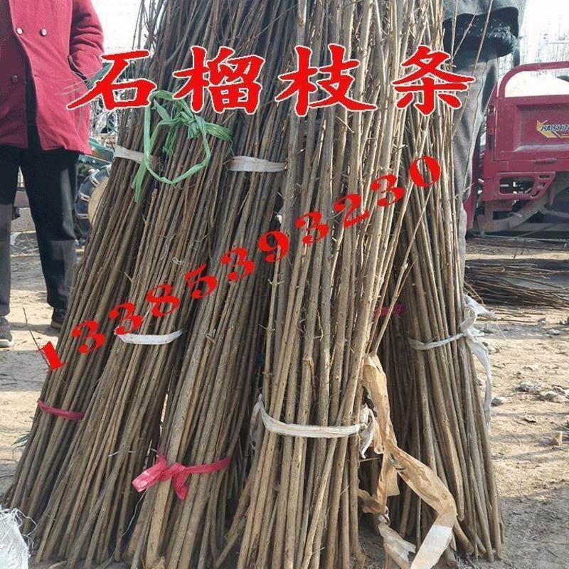桃树嫁接枝条10根桃树嫁接枝条10 15cm以下 果树苗苹果山楂柿子樱桃树石榴无花果李子苗嫁接扦插枝条嫁接砧