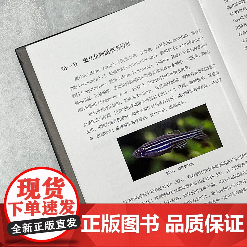 斑马鱼早期发育异常特征分析 斑马鱼胚胎发育各器官形态图谱 斑马鱼胚胎发育研究方法与案例 生命科学及生物医学科研人员参考书高清大图