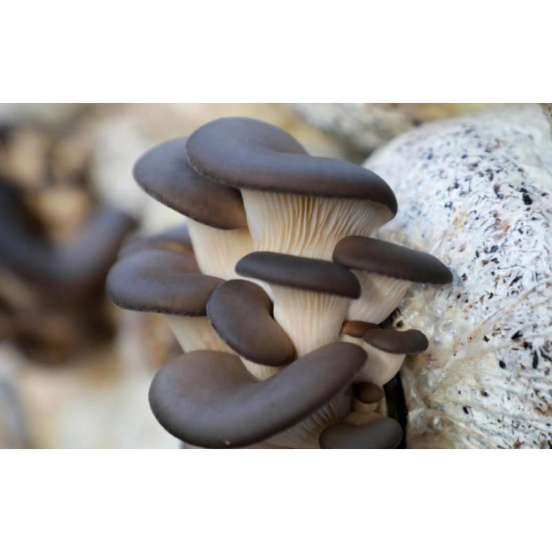 鑫牧盟平菇/斤