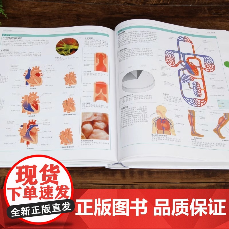 [央视网]DK家庭医生 第二版 家庭医生健康书籍百科养生 家庭医学常识家庭急救手册健康百科全书BK高清大图