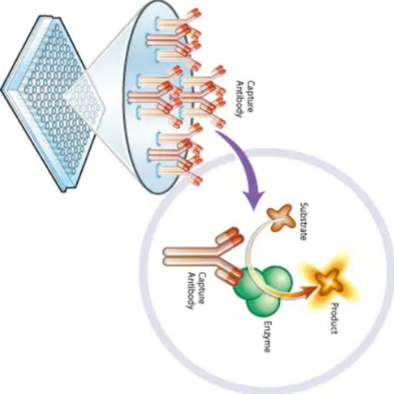 艾博抗 ab109721 Complex I Enzyme Activity Microplate Assay Kit高清大图