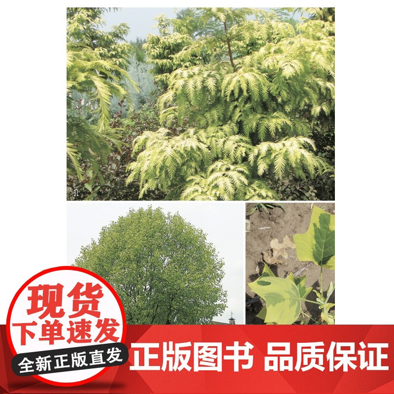 1000种彩叶植物识别图鉴(彩图典藏版) 298859 侯元凯,王炜炜, 周桃龙,贾孝利,张根伍,李国红,王钊奇, 周娟