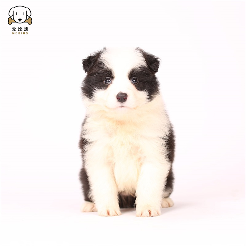 麦比佳 边牧幼犬 纯种变边境牧羊犬狗狗活体 双血统级高品质边境宠物狗三通七白大围脖黑白边牧犬赛级高智商牧羊犬高清大图