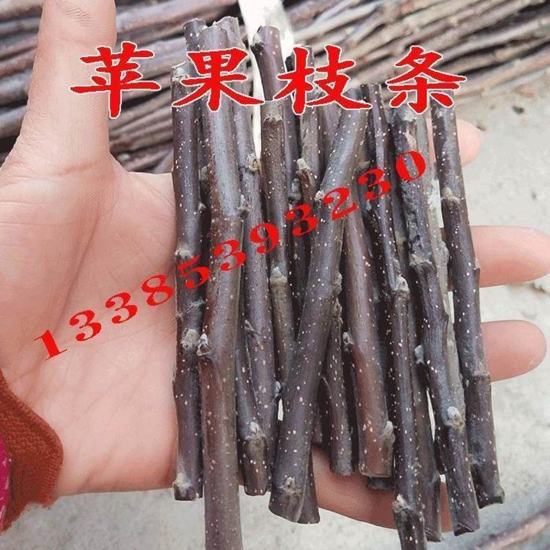 桃树嫁接枝条10根桃树嫁接枝条10 15cm以下 果树苗苹果山楂柿子樱桃树石榴无花果李子苗嫁接扦插枝条嫁接砧