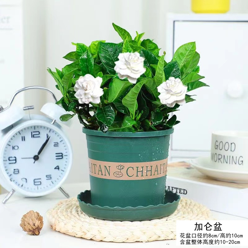 [补贴10%]栀子花盆栽九里香水培茉莉花卉绿植物室内四季开花客厅大型绿箩