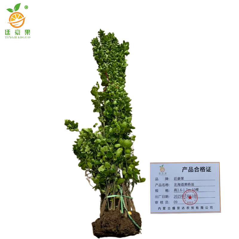 廷豪果 北海道黄杨苗 高1.6-1.7m10棵/捆高清大图