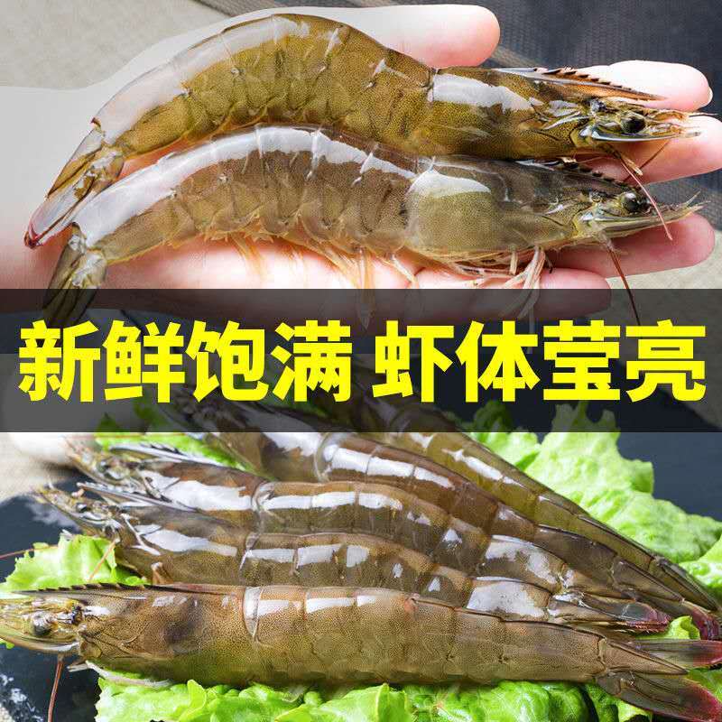 【已检疫】白虾大号 毛重4斤净重2.8斤（50-70） 海产冷冻虾海鲜生鲜水产 九善食